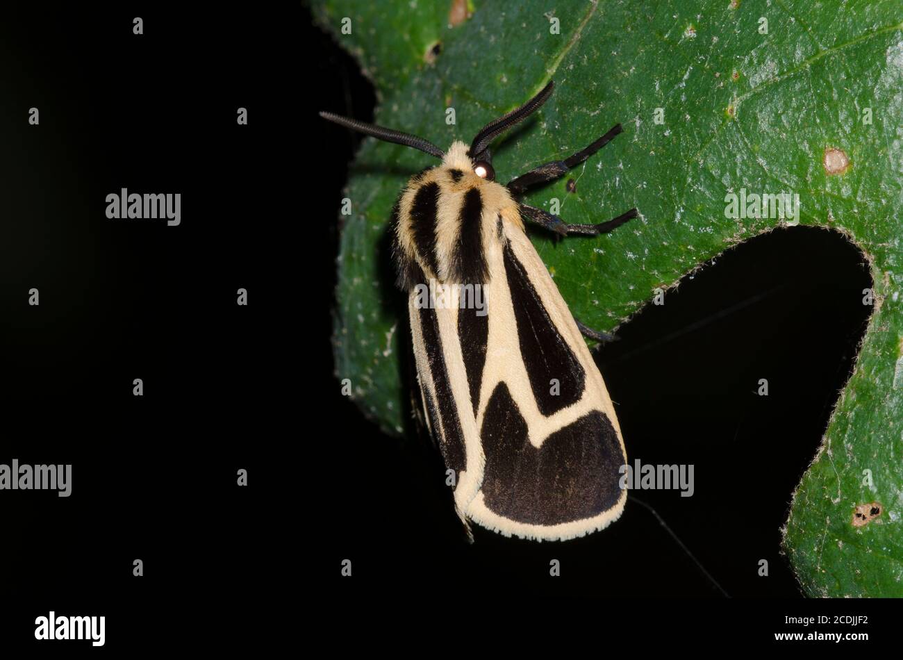 Tiger Moth, Apantesis sp., fotografiert bei Nacht Stockfoto