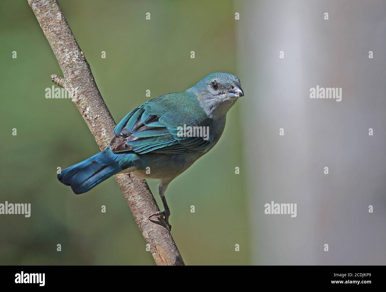 Azure-shouldered Tanager (Thraupis cyanoptera) adult thront auf Zweig Atlantic Rainforest, Brasilien Juni Stockfoto