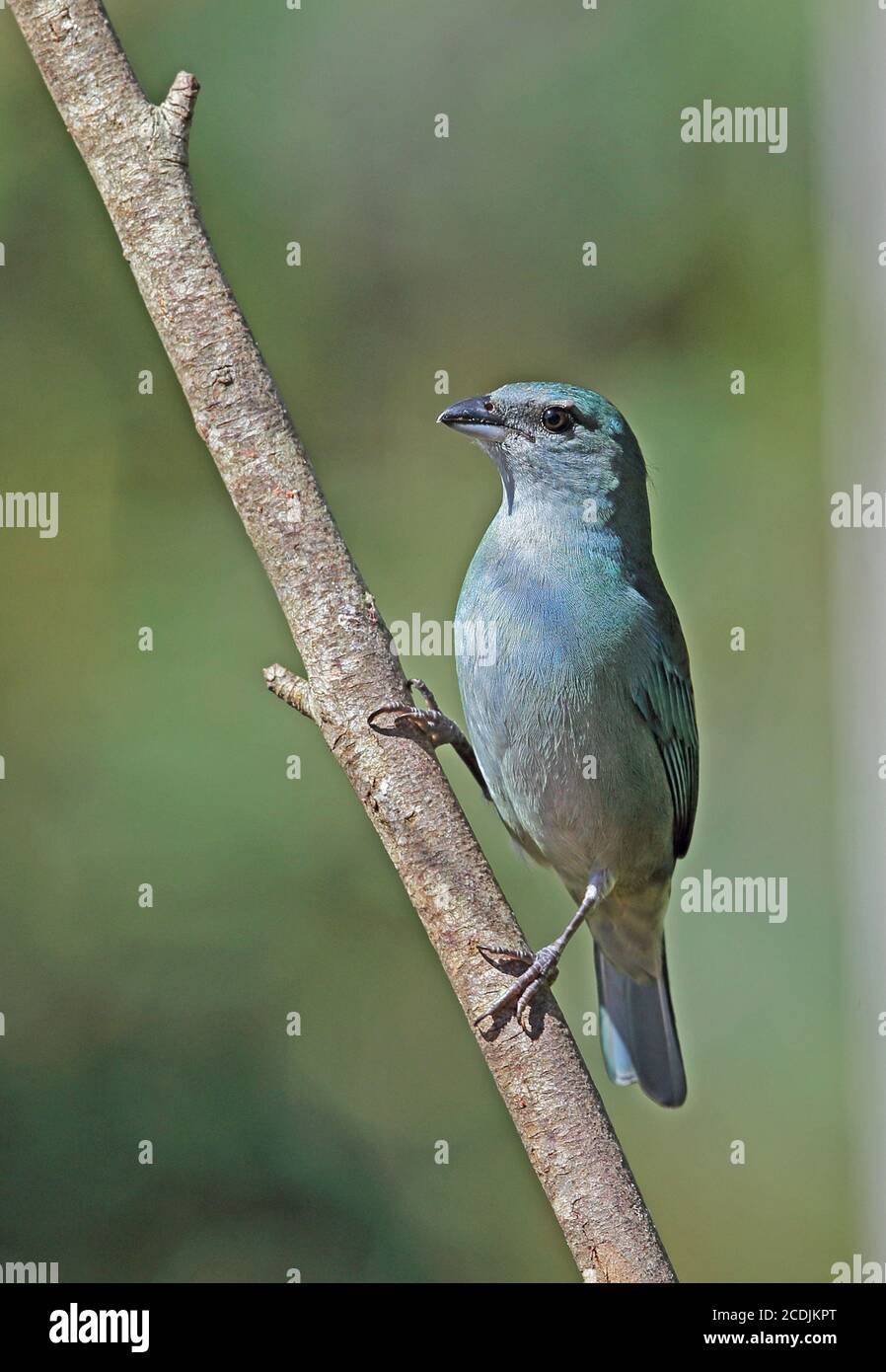 Azure-shouldered Tanager (Thraupis cyanoptera) adult thront auf Zweig Atlantic Rainforest, Brasilien Juni Stockfoto