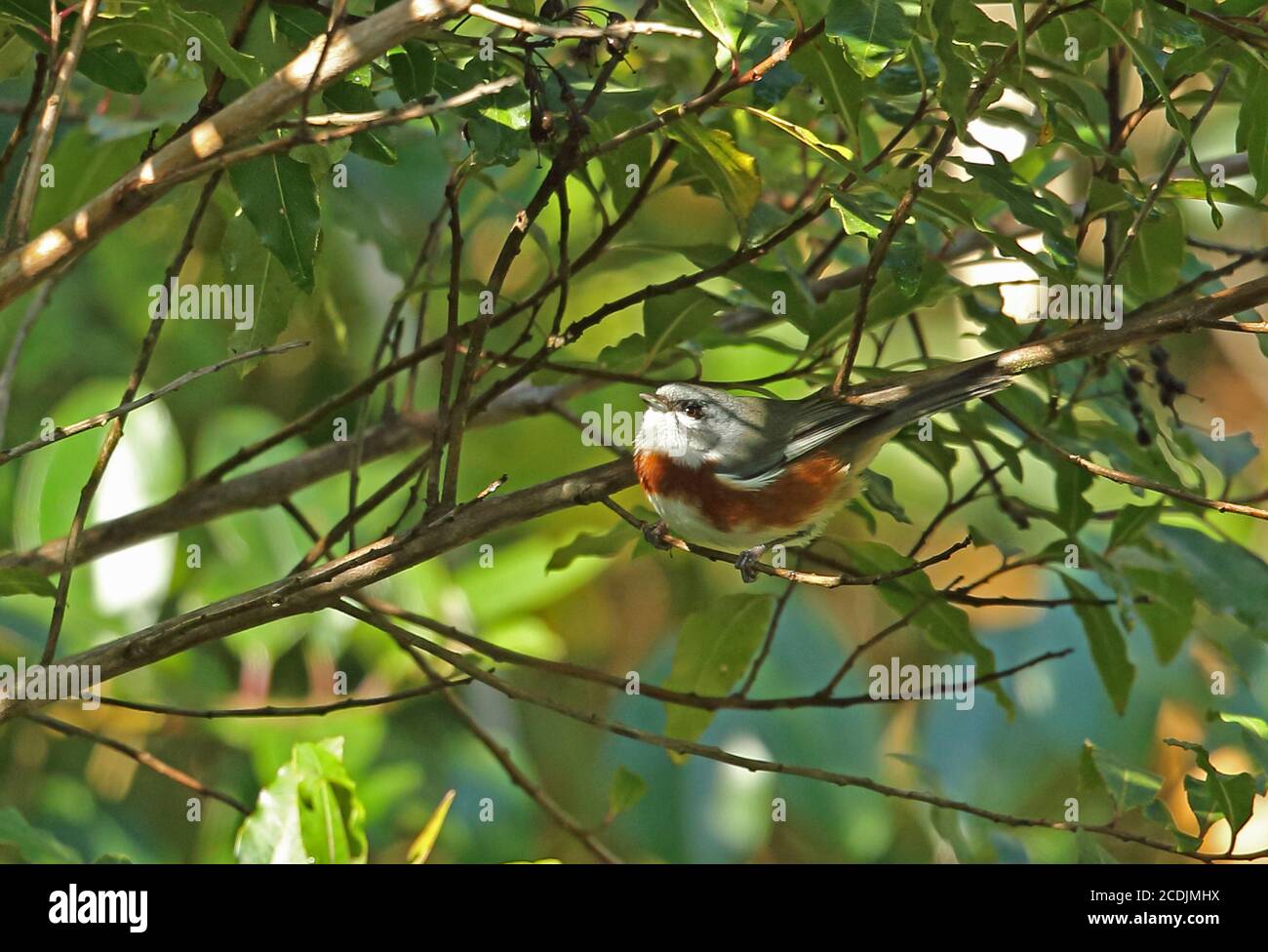 Bay-chested Warbling-Fink (Poospiza thoracica) Erwachsene thront auf Zweig Atlantischen Regenwald, Brasilien Juni Stockfoto