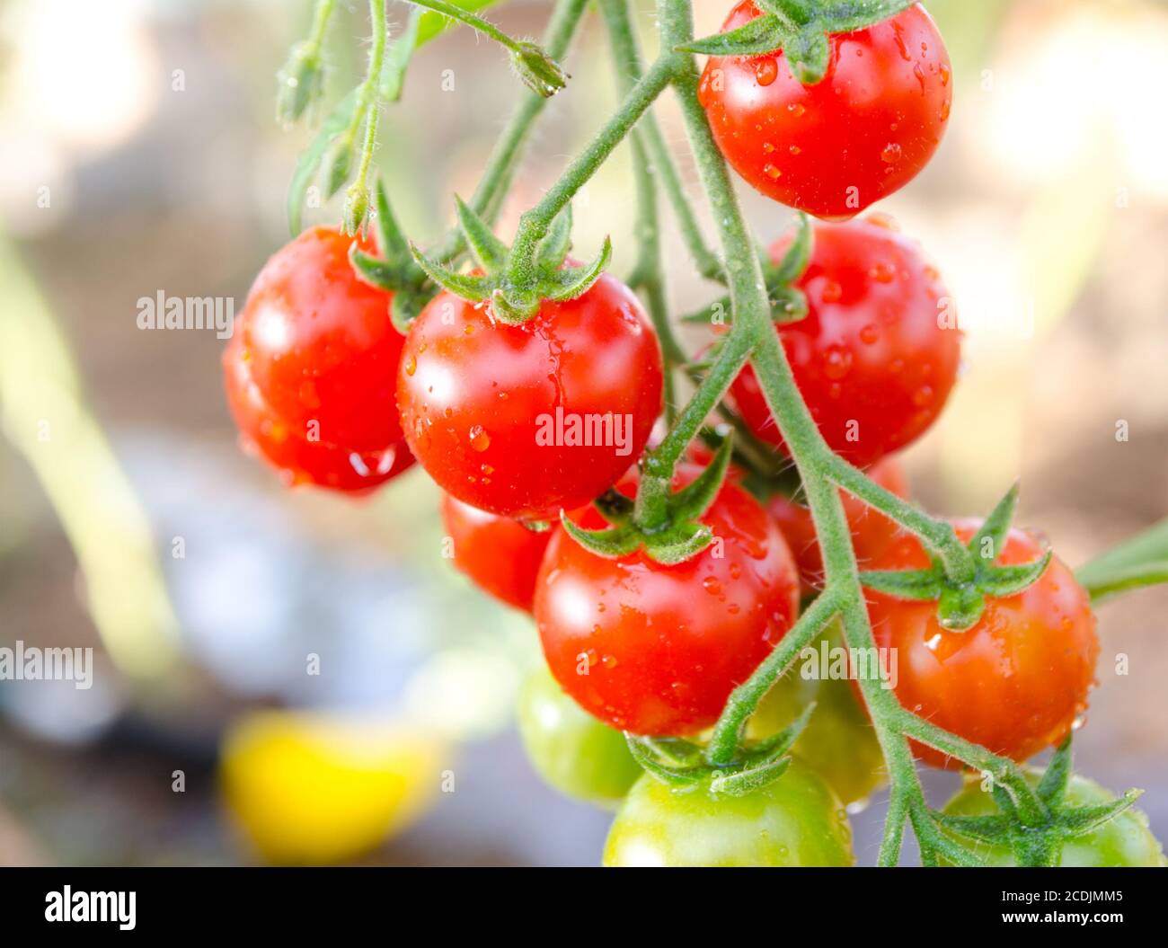 Reihe von Cherry-Tomaten Stockfoto