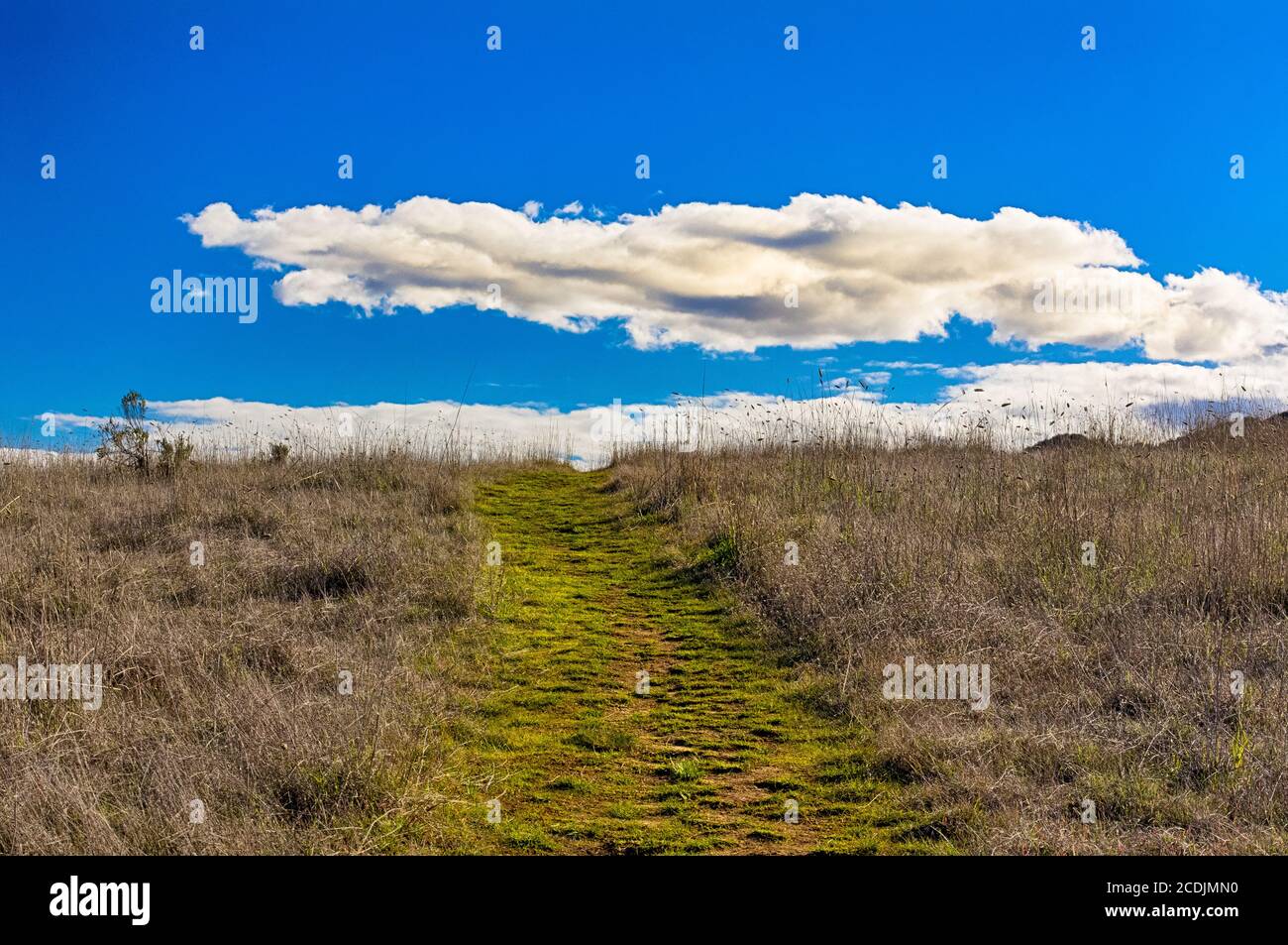 Grüner Pfad führt zum Horizont mit weißen Puffy Wolken Stockfoto