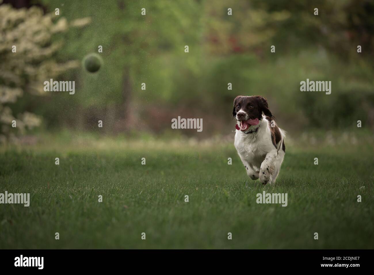 Dog Chasing Tennisball Stockfoto