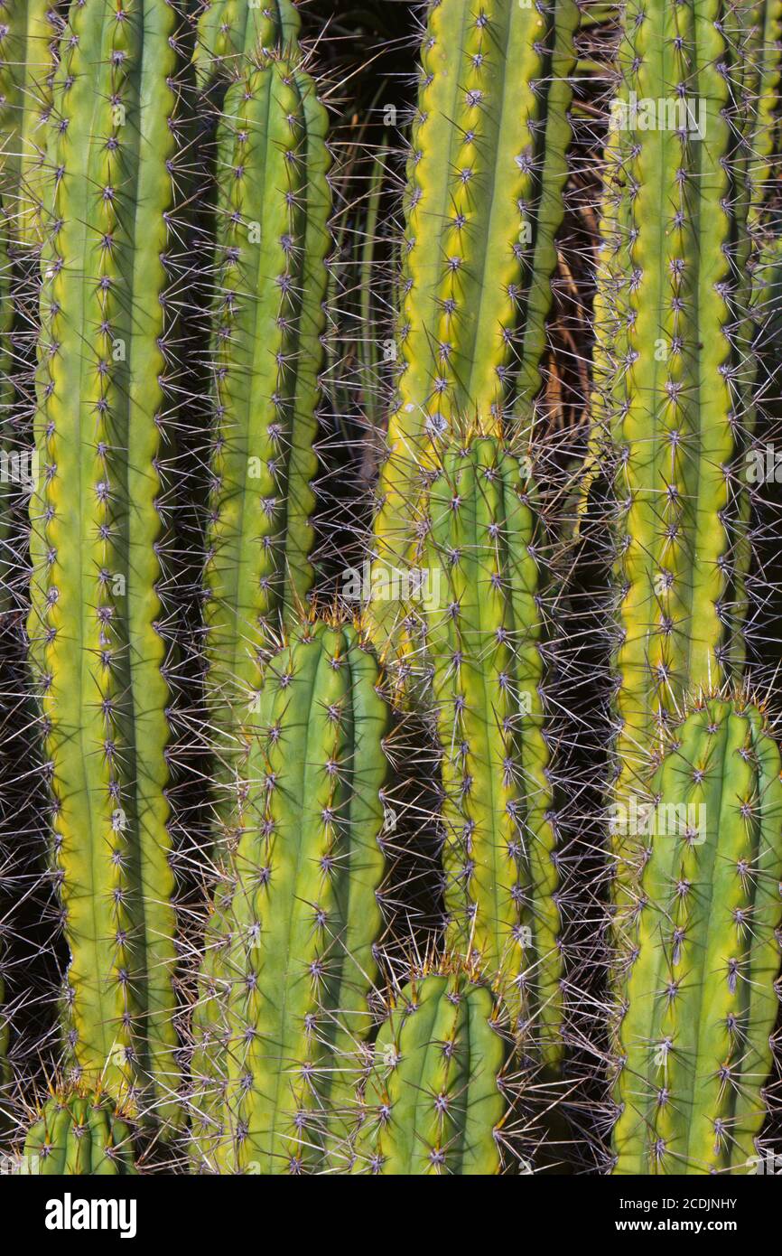 Hohe vertikale Kakteen aus Arizona Cactus Garden Stockfoto