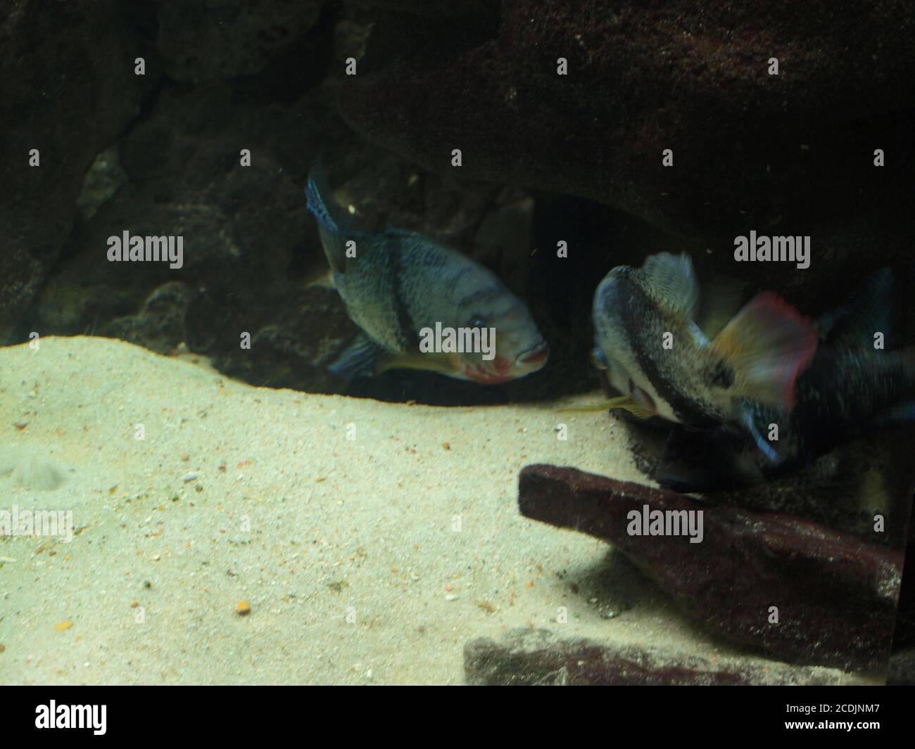 Fair Park Art Déco Stockfoto