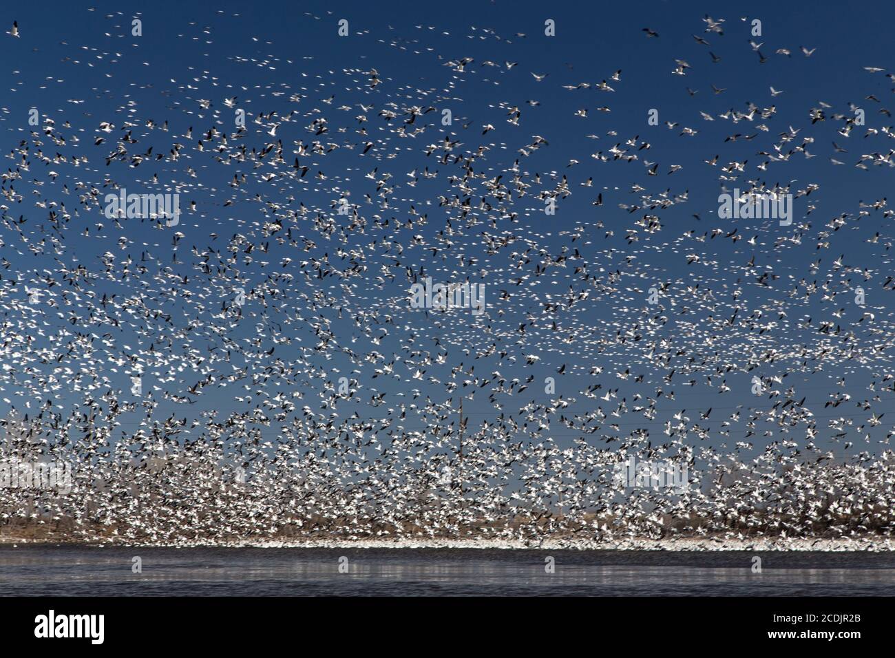 Migrieren von Schneegänsen Stockfoto