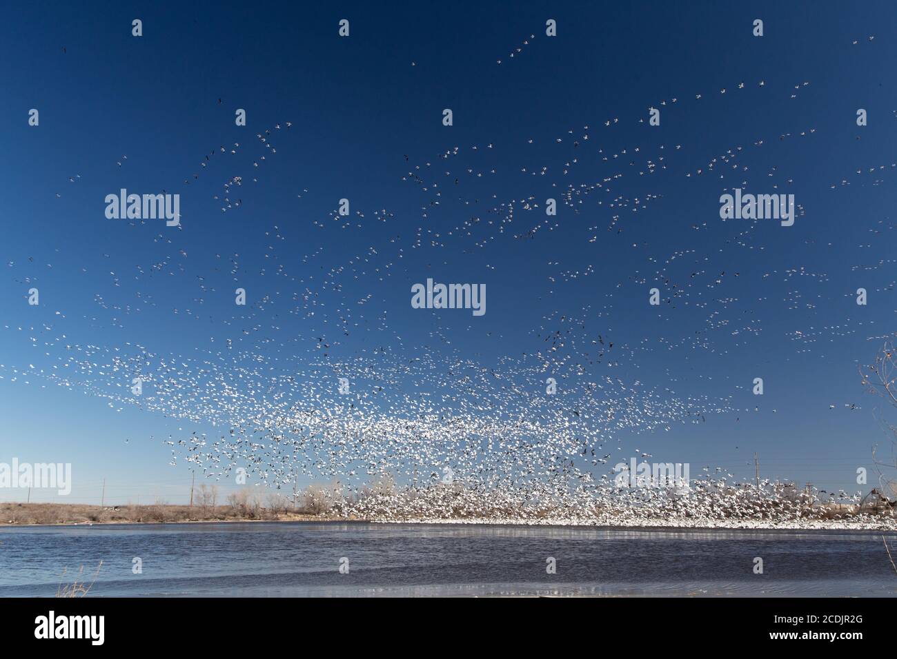 Migrieren von Schneegänsen Stockfoto