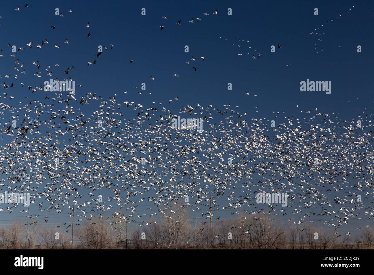 Migrieren von Schneegänsen Stockfoto