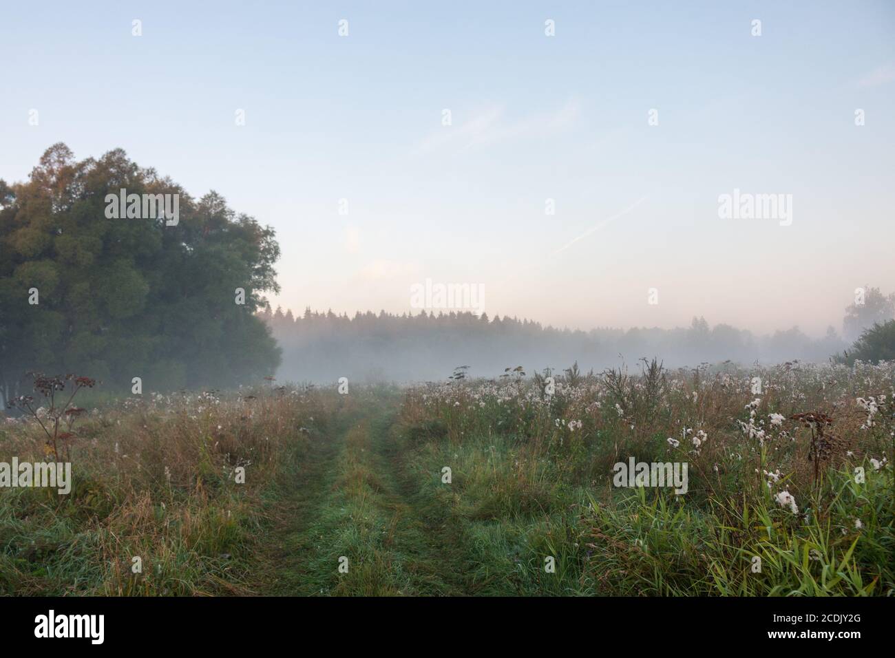 Landstraße durch Felder am frühen Morgen Stockfoto