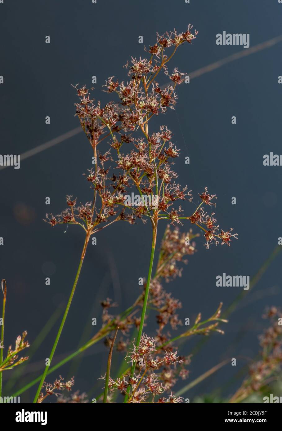 Scharfblütiger Rush, Juncus acutiflorus, blühend in Seemarsch. Stockfoto