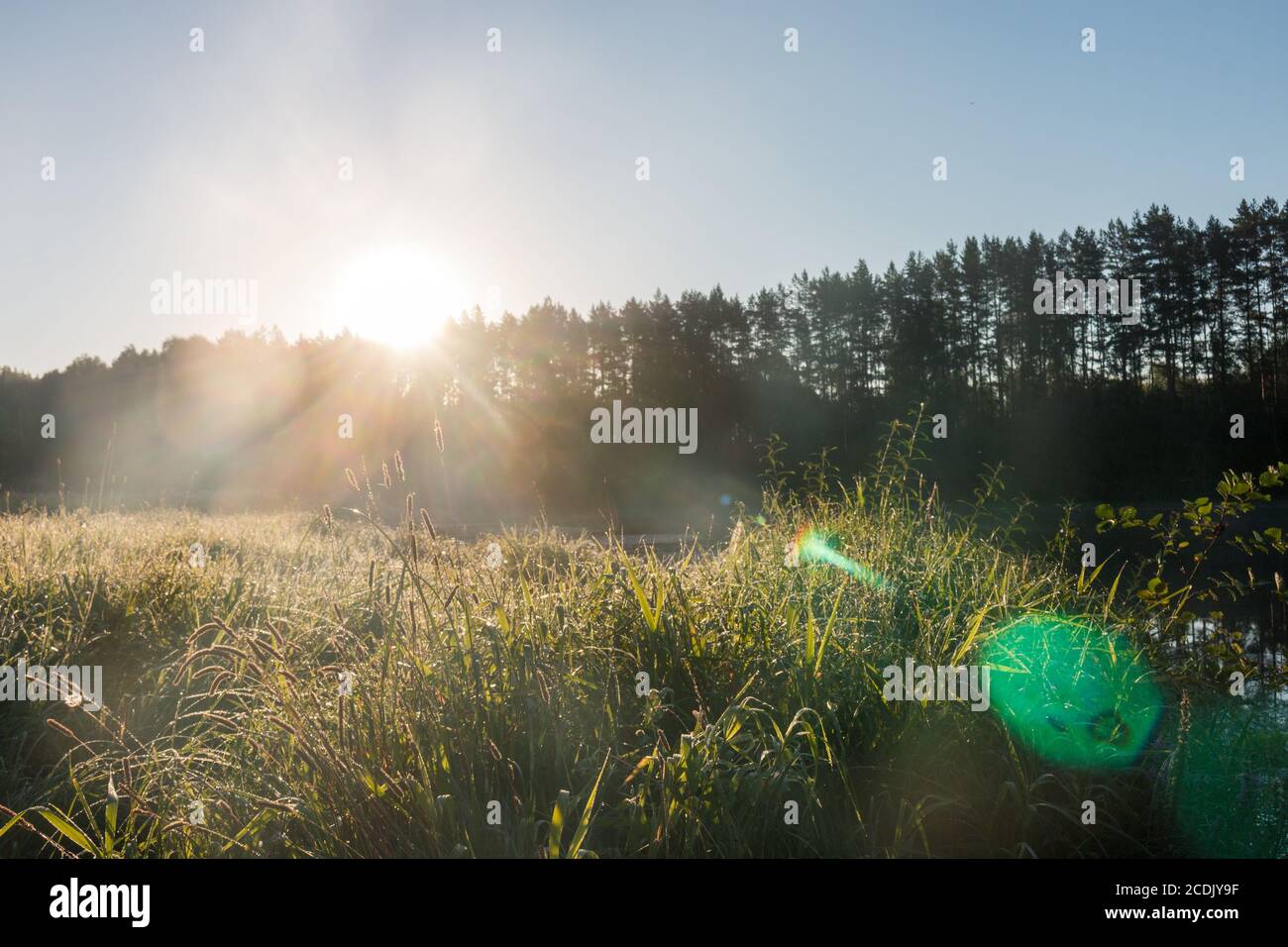 Morgengrauen. Nebelwald Stockfoto