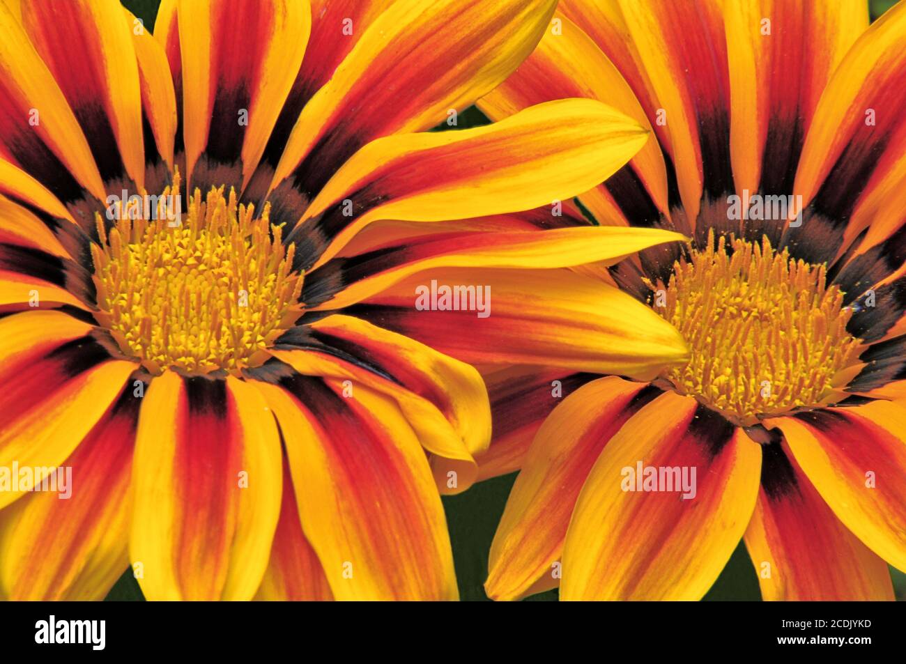 Aufmerksamkeitsstarke Nahaufnahme von zwei Blüten der Gazania (afrikanische Gänseblümchen) mit leuchtend farbigen Blütenblättern aus Gelb, Rot, Orange und Bronze. Stockfoto