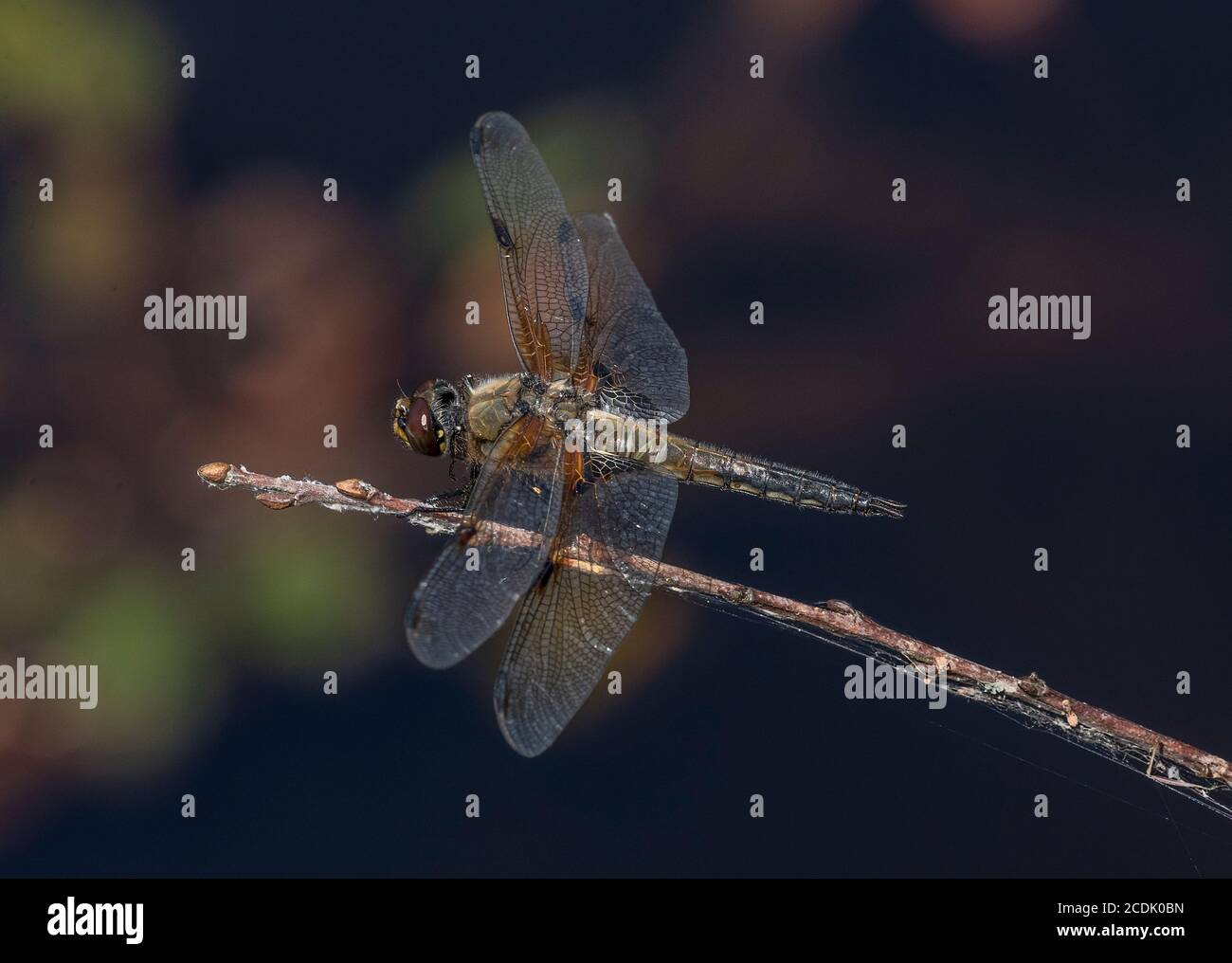 Erwachsene Vierfleckiger Chaser, Libellula quadrimaculata, thront auf Ast überhängenden See. Stockfoto