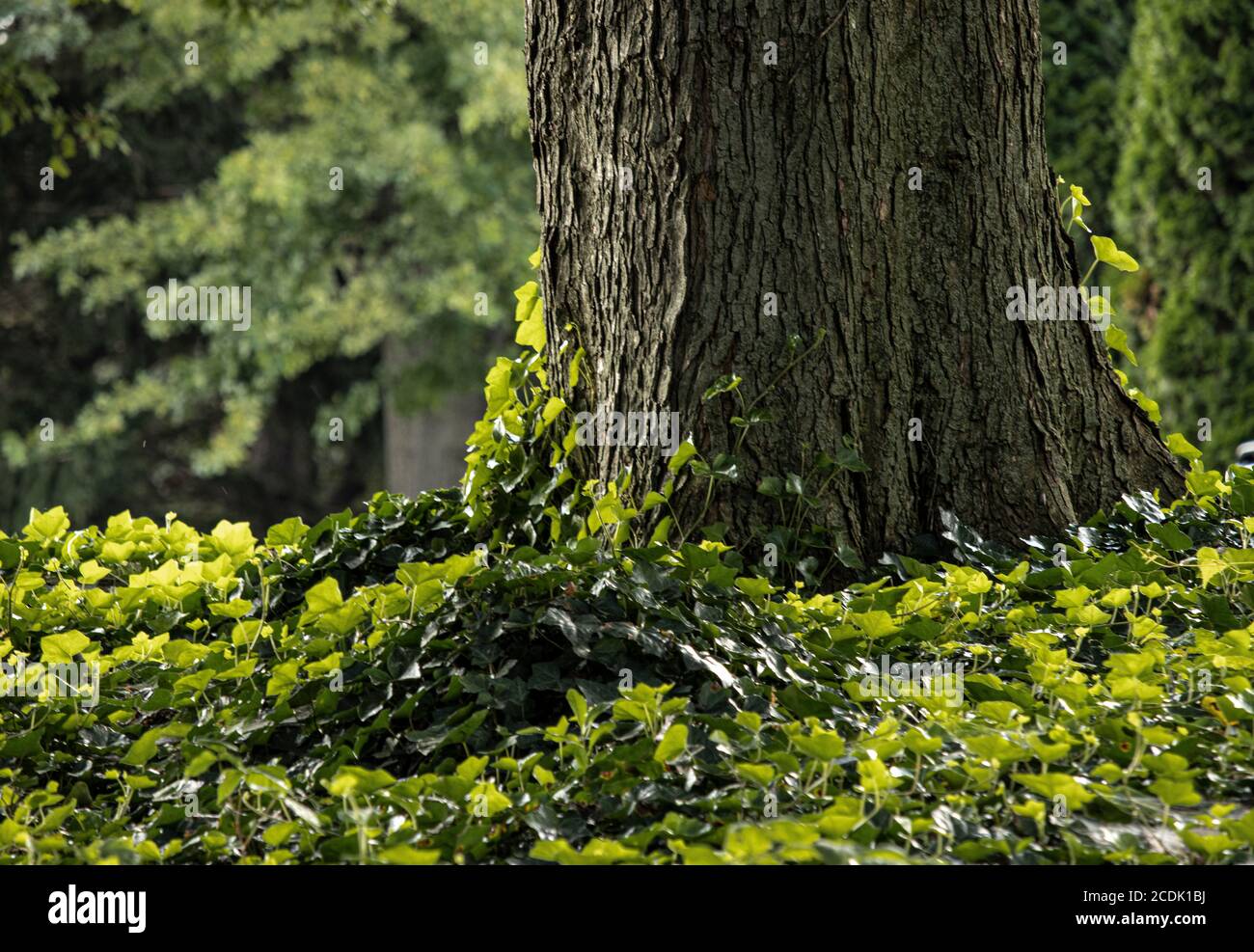 Im Sommer in Ephrata, Pennsylvania, gibt es verschiedene Schattierungen von Green Ivy und kriechenden Baumstamm in einem Garten Stockfoto