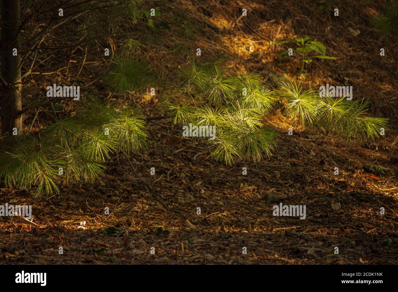 White PineTree Branch in Spottled Sunlight mit Pine Needle Hintergrund während des Sommers in Ephrata, Pennsylvania Stockfoto