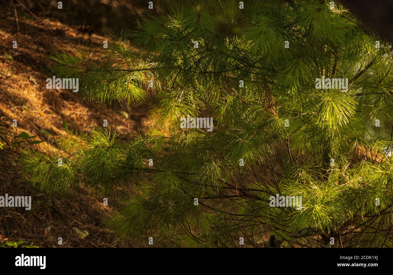 White PineTree Branch in Spottled Sunlight mit Pine Needle Hintergrund während des Sommers in Ephrata, Pennsylvania Stockfoto