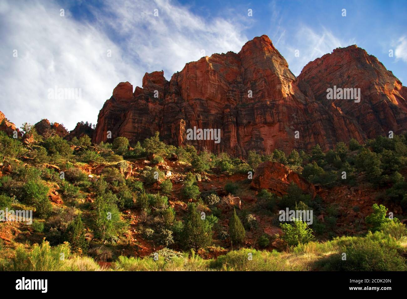 Hänge des Zion Canyon. Utah. USA. Stockfoto