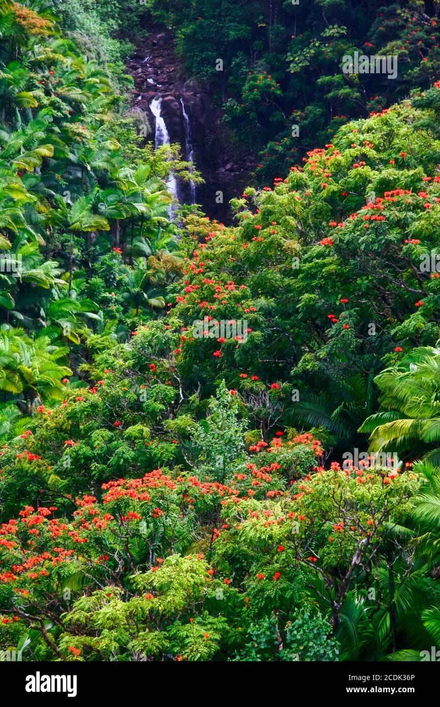 Reittiere und Dschungel bei nebligen Wetter. Hawaii. Stockfoto