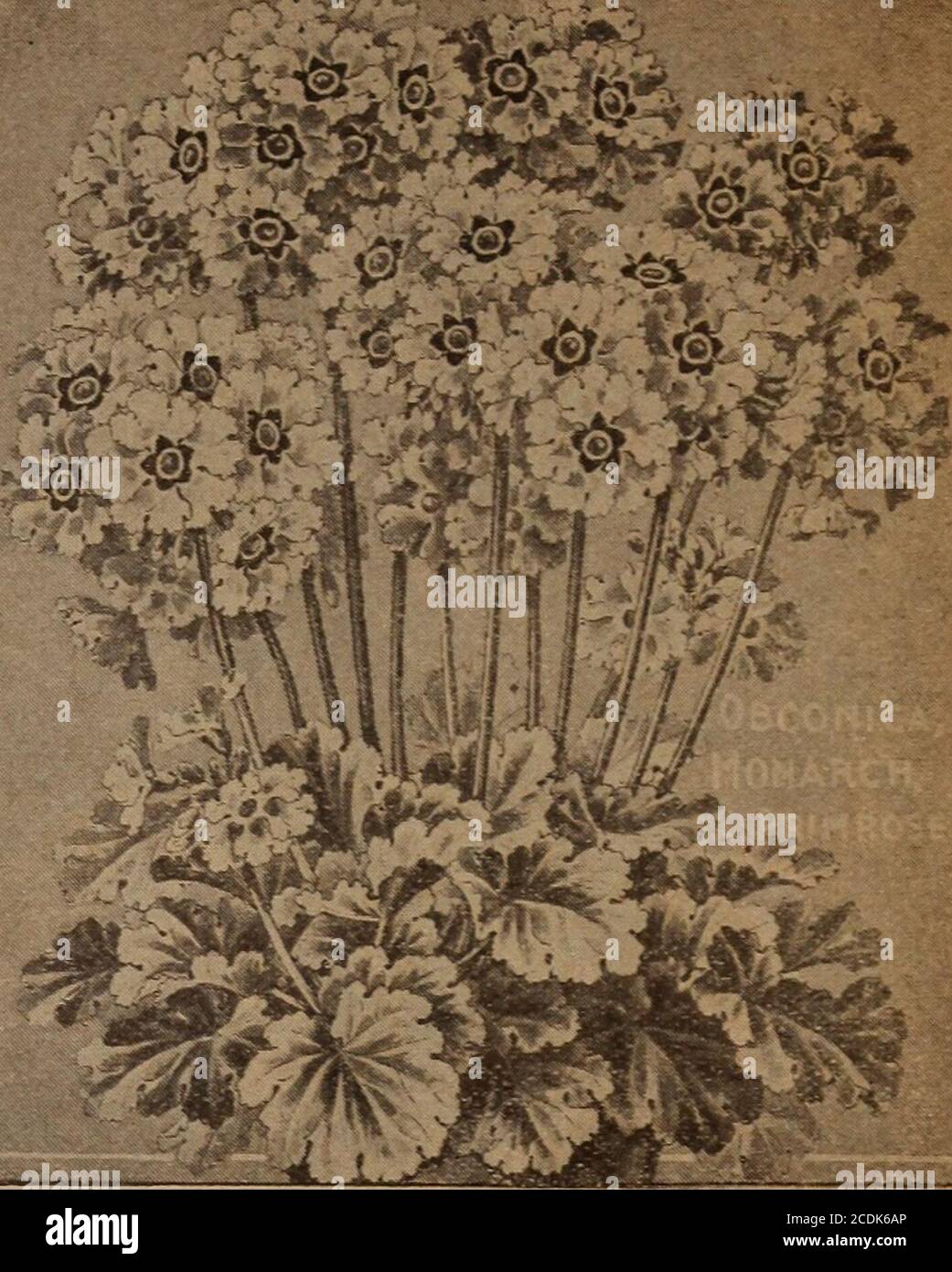 . Childs' Frühling 1922 : Samen, die Pflanzen, die Blumen, die Beeren blühen, die tragen bitte befriedigen. PLUMBAGO Dies ist leicht zu wachsen, und wenn eingeklemmt ein wenig occasionally ist immer in Blüte, mit schönen Clustern von weichen Phlox-ähnliche Blumen. Sehr zart und schön. Capensis Blue – kaum eine andere Blume hat ihre Farbe; ein klares, weiches, babyblaues oder blassstes Azurblau. Eine hervorragende Topflante, und»zum Brunten. je 35c; 3 für 1.00 Dollar capensis Alba – wie oben, aber weiß. je 35 c; 3 für 1.00 USD. OBCONICA, oder Monarch Primrose Dies sind neue großblühende Obconica-Sinensis Hy-Briden in verschiedenen Farben, rosa, vi Stockfoto