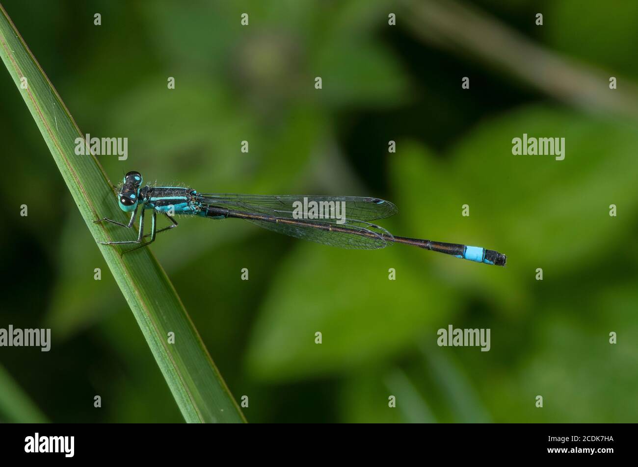 Männliche Blauschwanzdamselfly, Ischnura elegans, auf Gras thront. Stockfoto