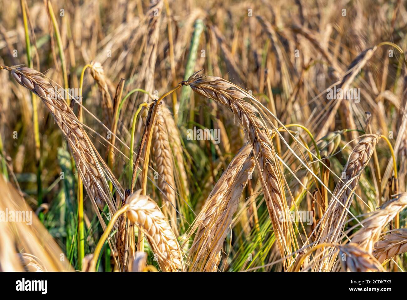 Goldene reife Roggen Korn auf dem Feld vor der Ernte, Sommer Feld der reifen Ohren, Erntezeit, Landwirtschaft Industrie. Nahaufnahme des Fotos. Verschwommenes, sonniges Fiel Stockfoto