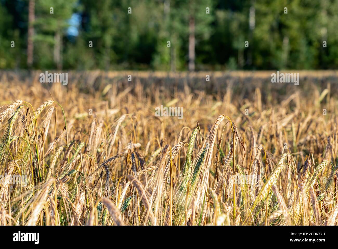 Selektiver Fokus der goldenen reifen Roggenkorn auf dem Feld vor der Ernte, Sommer-Feld der reifen Ohren. Landwirtschaft. Verschwommener Waldhintergrund. Ha Stockfoto