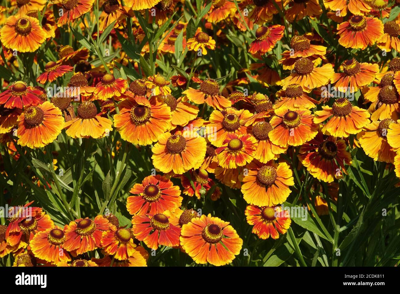 Helenium 'Blütentisch' blüht Stockfoto