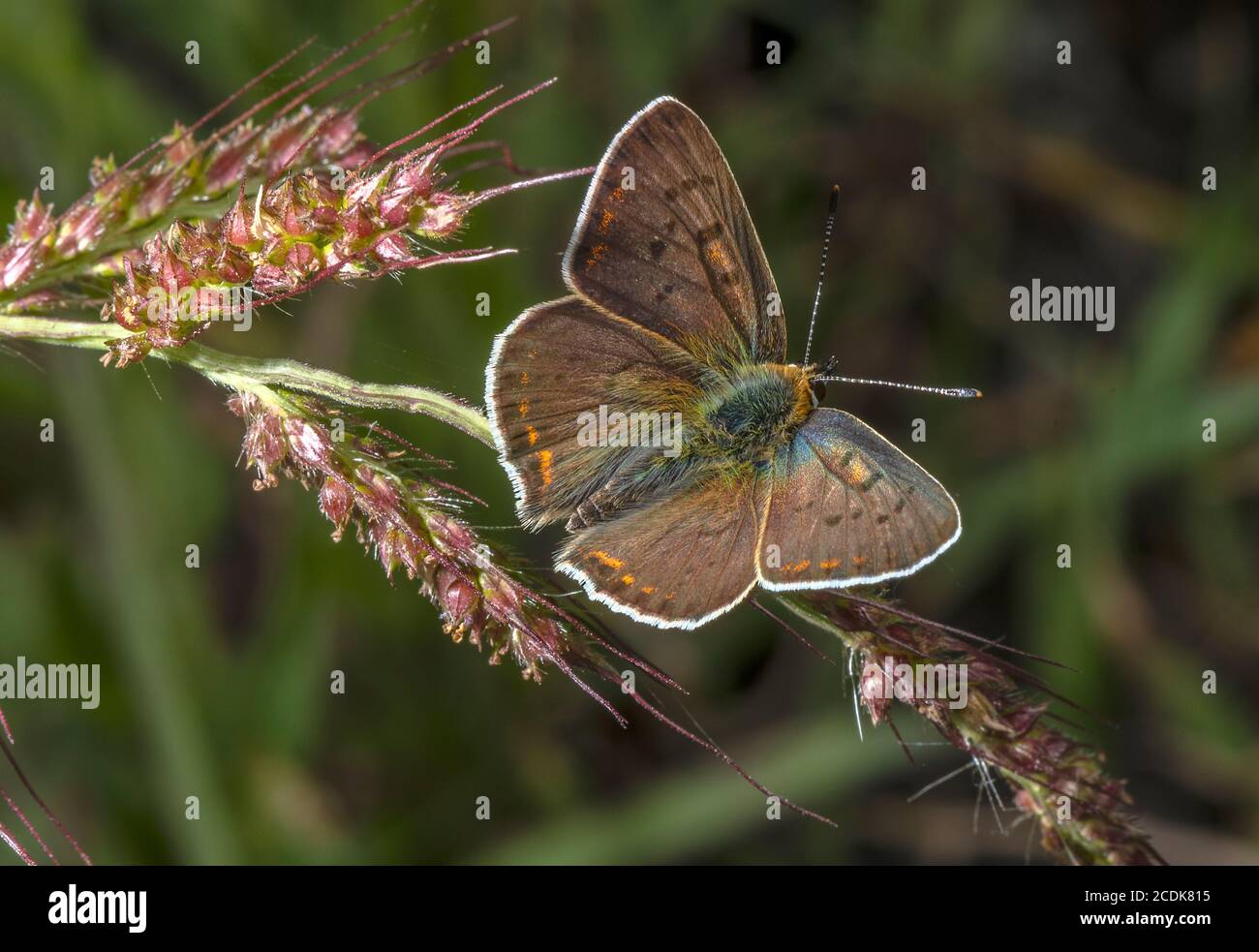 Rußiges Kupfer, Lycaena tityrus, auf Gras gelegen. Bretagne, Frankreich. Stockfoto