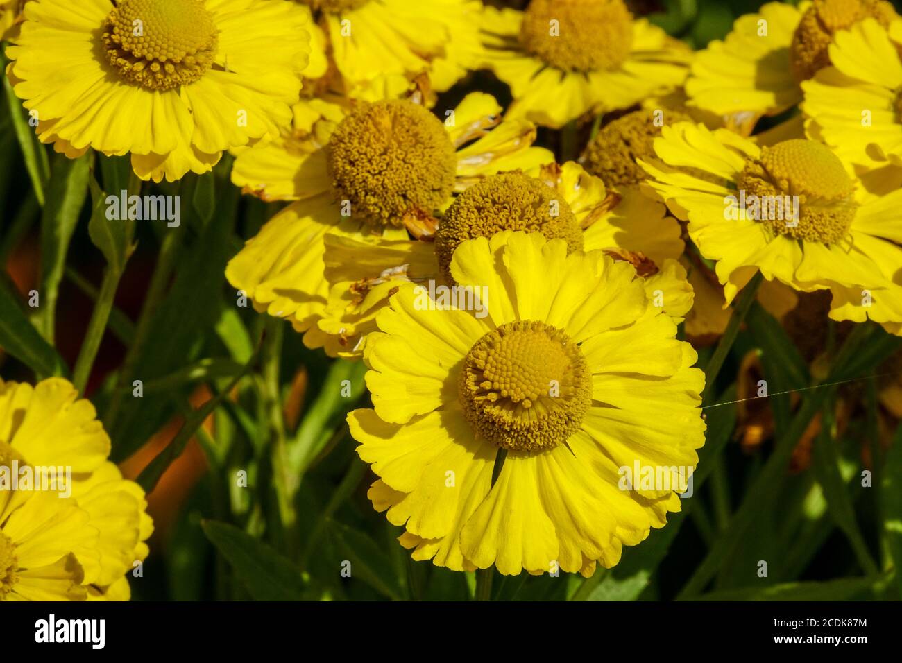 Blühendes gelbes Helenium 'Sonnenwunder' dekorative krautige Zierpflanze Stockfoto
