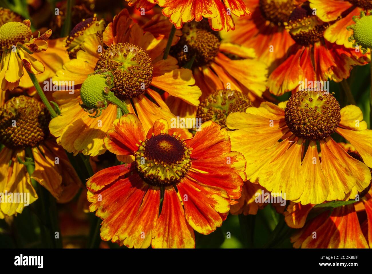 Helenium Moerheim Schönheit Blumen Orange Helenium Helens Blume, Stockfoto