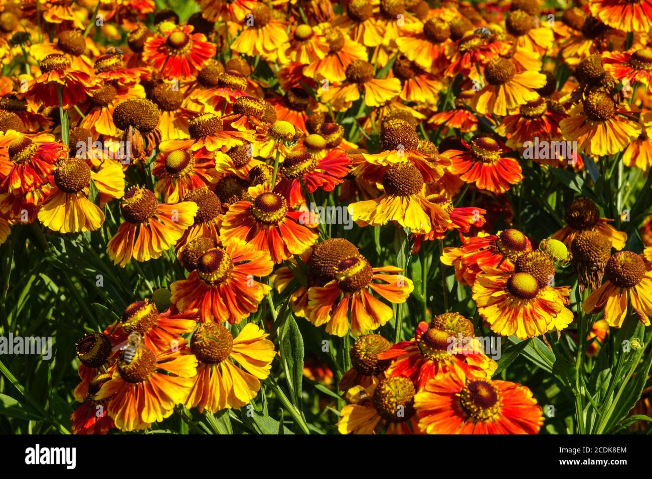 Helenium 'Moerheim Beauty' Orange Helenium-Blüten Helens-Blüte Hochsommergartenblumen winterharte, mehrjährige Pflanze Stockfoto