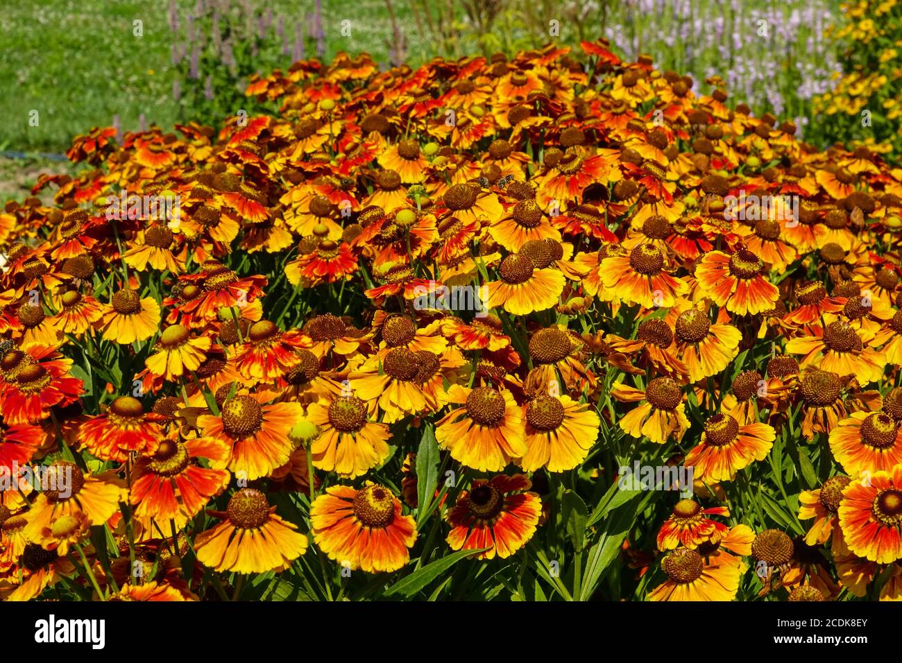 Helenium Moerheim Schönheit blüht im august Garten Stockfoto