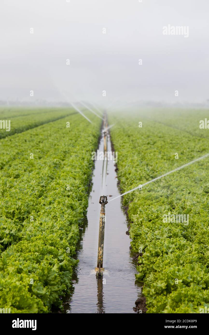 Bewässerung Des Salatfeldes Stockfoto