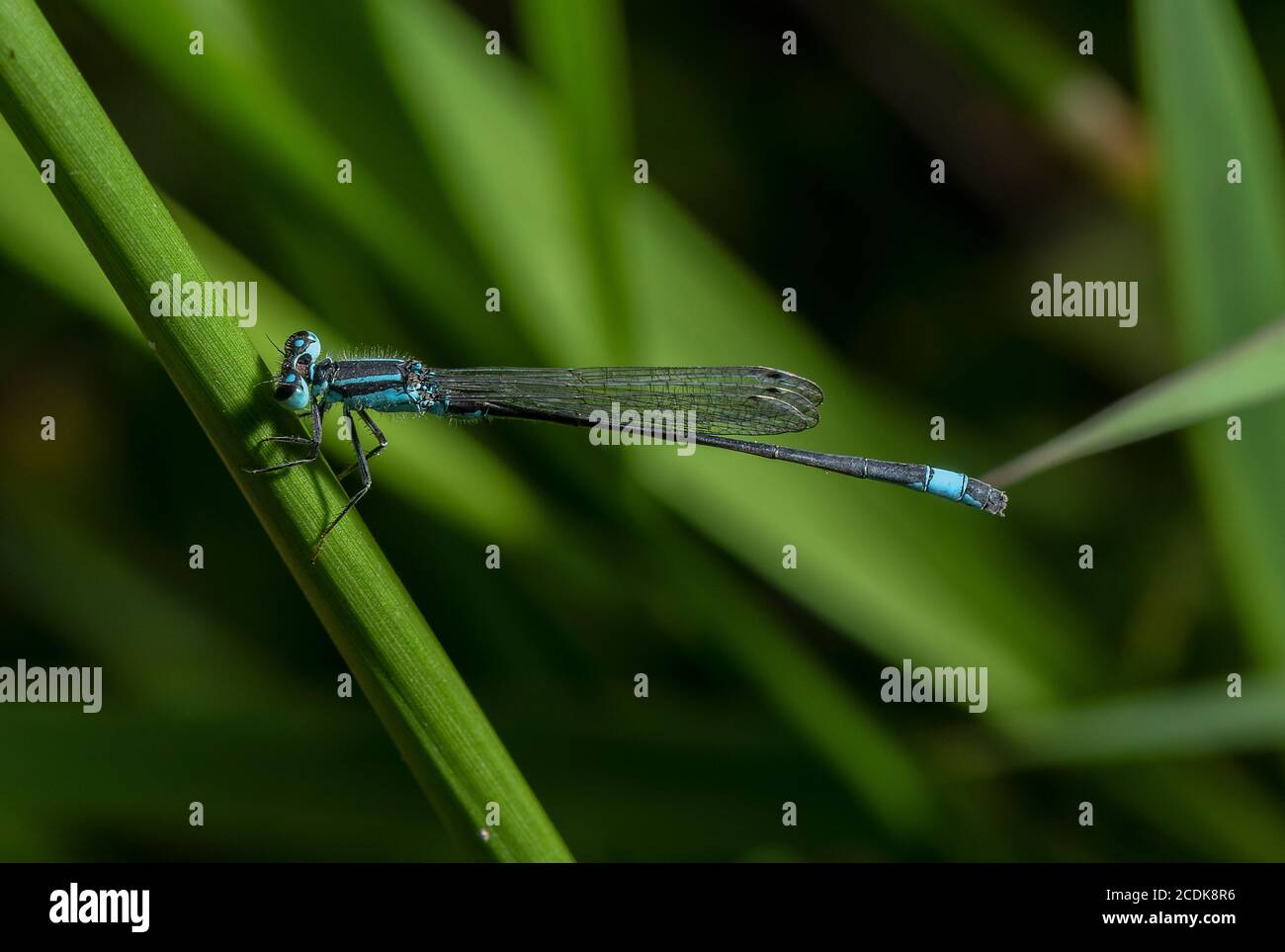 Männliche Blauschwanzdamselfly, Ischnura elegans, thront in der Vegetation am See. Stockfoto