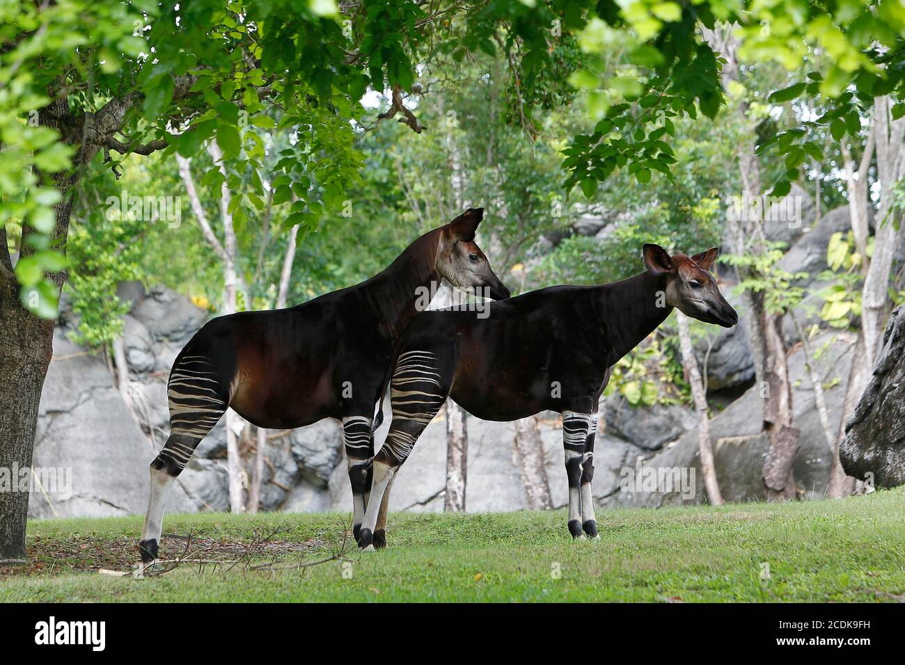 Okapi, Okapia Johnstoni, Männchen mit Weibchen Stockfoto