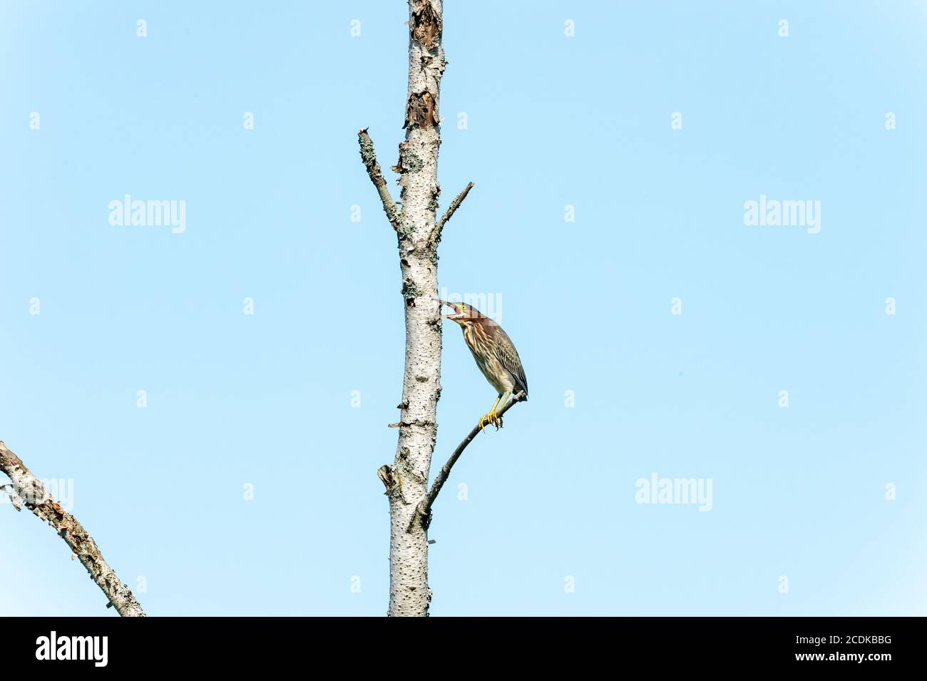 GRÜNER REIHER IM HINTERHOF Stockfoto