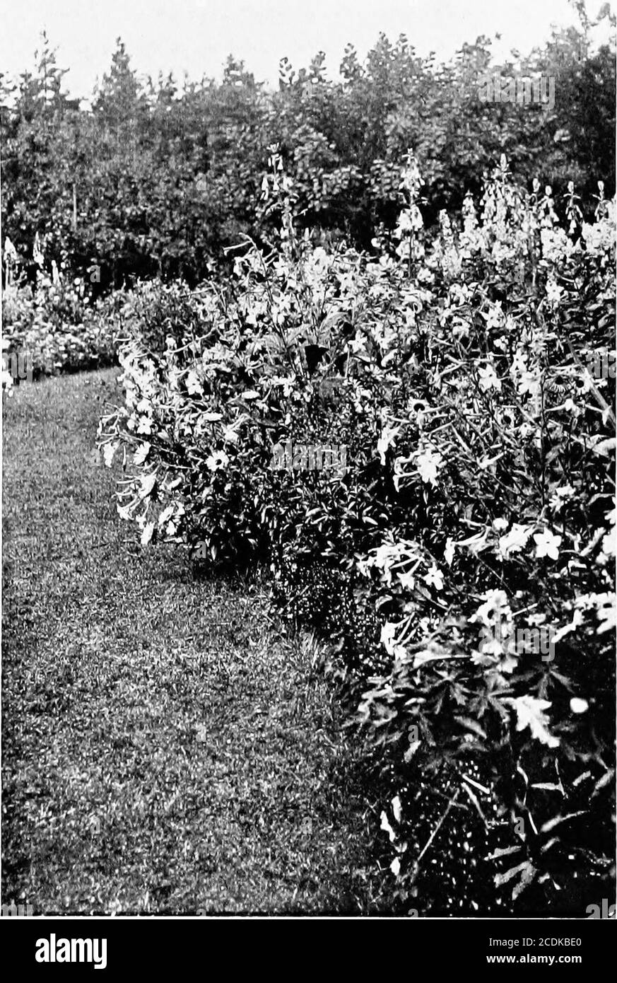 . Der glückliche Garten. Die Grenze entlang der Wand, wo es über die Steine des Hockergartens fällt. Canterbury Glocken sind in den großen Grenzen, aber Larkspurs sind unter den anderen einjährigen erlaubt. Jeder Aspekt hat seine eigene Individualität. Am Ende des Obstgartens enden die Grenzen in lavenderhecken. Säulenrosen – Rubens, Euphrosyne, Leuch-Stern und eine weiße einzelne Rose – markieren sie vom Rasen, und führen sie in ihn ein, wo sich in etwas Abstand ein großer Busch befindet – vier oder fünf Meter hindurch – der einzigen weißen Polyanthus-Rose, der geliebten Miss Jekyll, deren Bücher ein notwendiger Bestandteil jeder Gärtnerentwurfe sind Stockfoto