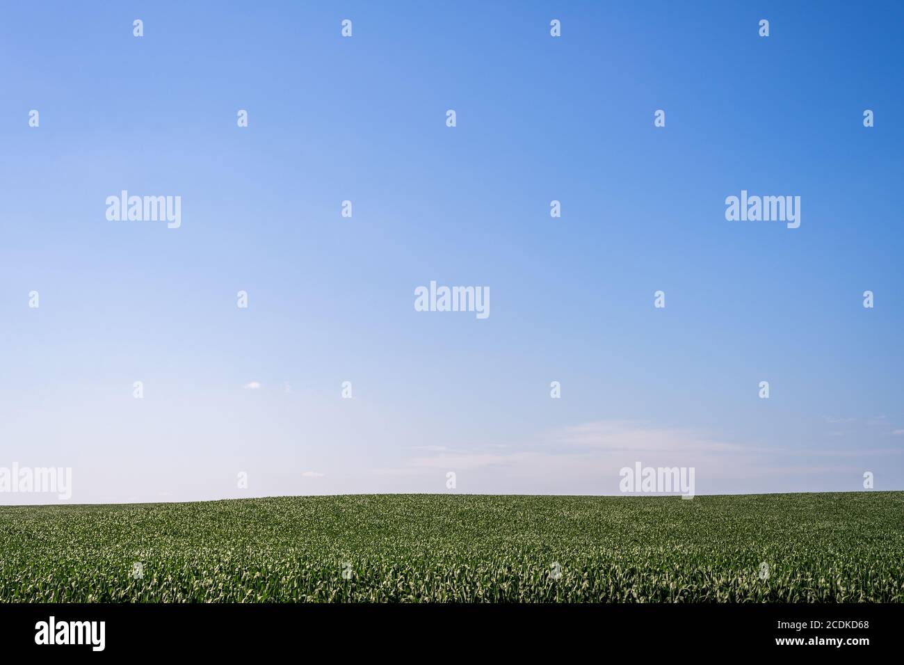 Blauer Himmel und Weizenfeld Stockfoto