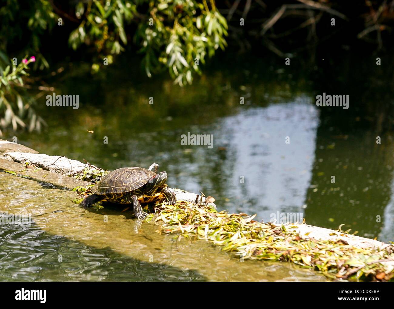 Galapago in der Sonne an der Staumauer. Reptil mit Muschel, sehr ähnlich wie die Schildkröte. Stockfoto