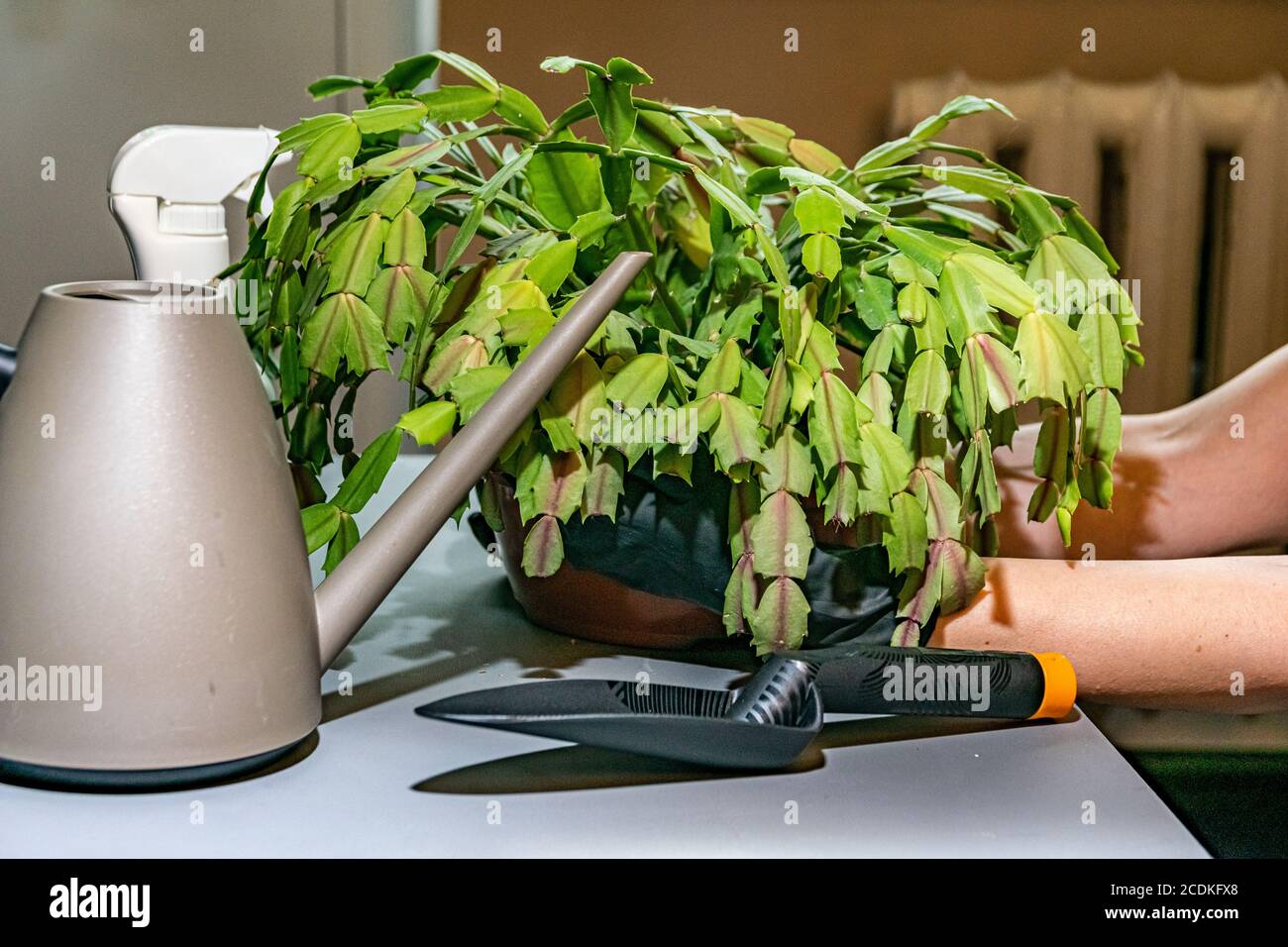 Nahaufnahme der Hände einer Frau, die sich um eine Hauspflanze kümmert. Homeplant-Transplantation. Stockfoto