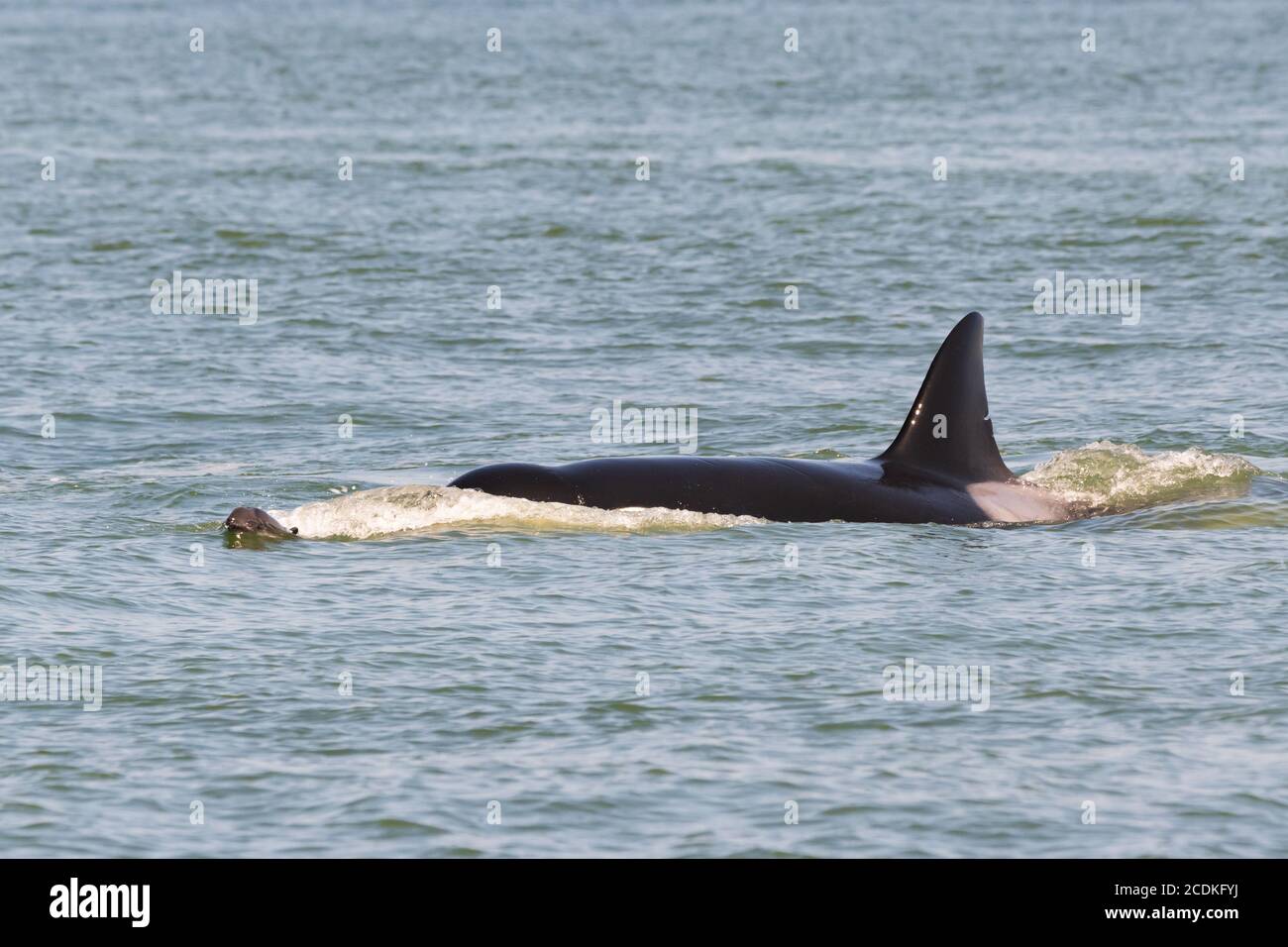 Ein transienter Orca der T36A-Schote (möglicherweise T36A1 aka Tierna), der vor der Küste von Point Roberts, Washington, eine junge Schweinswale verfolgt. Stockfoto