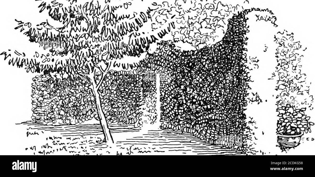 . Der glückliche Garten . Die Sonnenuhr ist eine trite Person, und sagt in Aliweathers. * die Zeit kann viel Gärtner Stolz im Hof eine Reihe von Blumen blühen; beginnend mit Tupps, und die doppelte weiße arabis, und später, lila zehn-Wochen-Lager und mauve und blaue Viola; clematis vitalba wirft sein generousgrowth über sie in einer Höhe von zwanzig Fuß, und thebeautiful ceanothus Gloire de Versaille bedeckt die weiße Wand mit seinem zarten Blau Meine liebe Jane, natürlich, Sie haben Tee, und ich werde nicht sagen, ein anderes Wort! Aber ich möchte, dass Sie meinen neuen Japanesegarden sehen. 17 Jane gibt zu. ^ist ft. Stockfoto