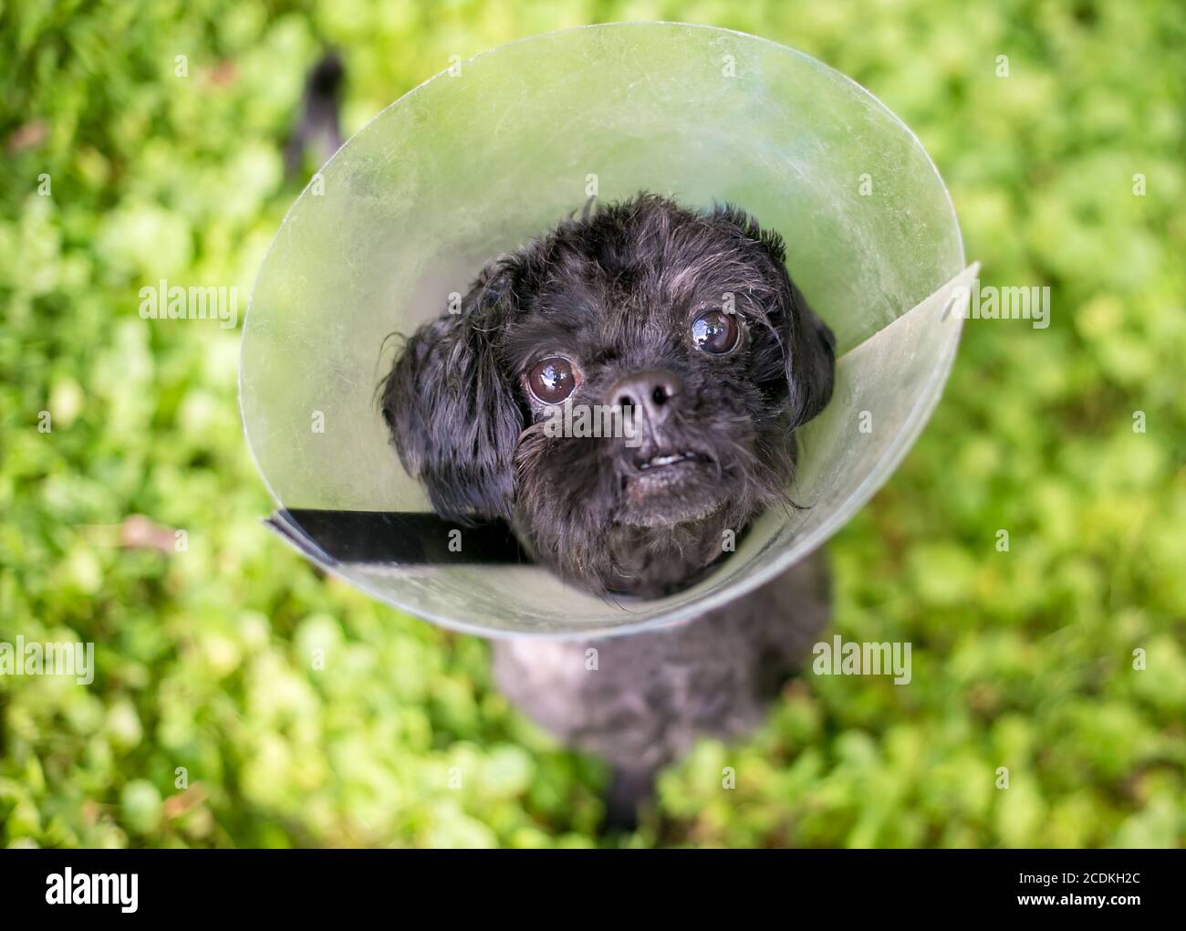 Ein kleiner schwarzer Mischlingshund, der einen elisabethanischen Schutzhund trägt Kragen oder Kegelkragen, wie es von der Operation erholt Stockfoto