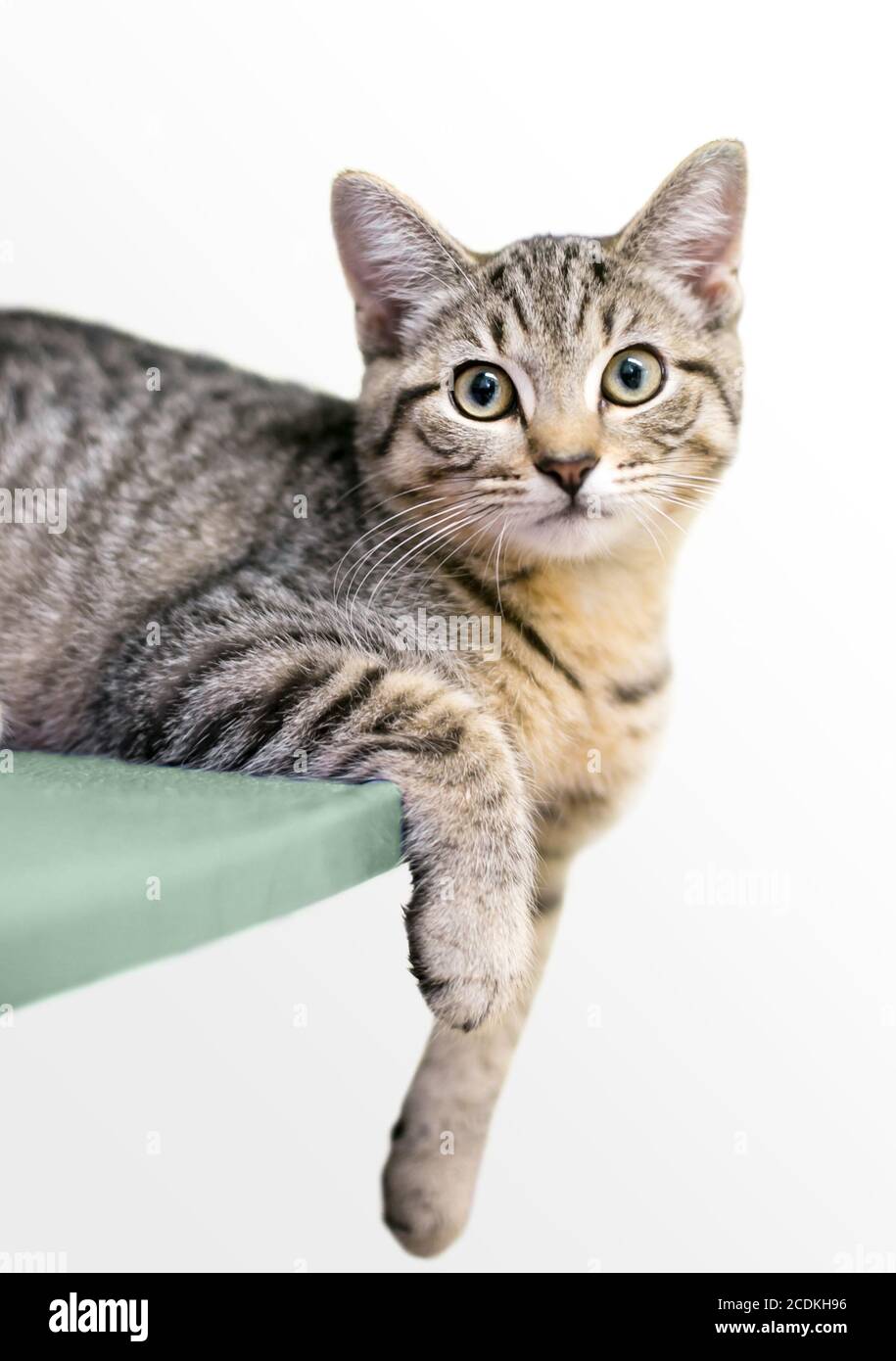Ein junges gestromtes Kurzhaar-Kätzchen in entspannter Pose Stockfoto