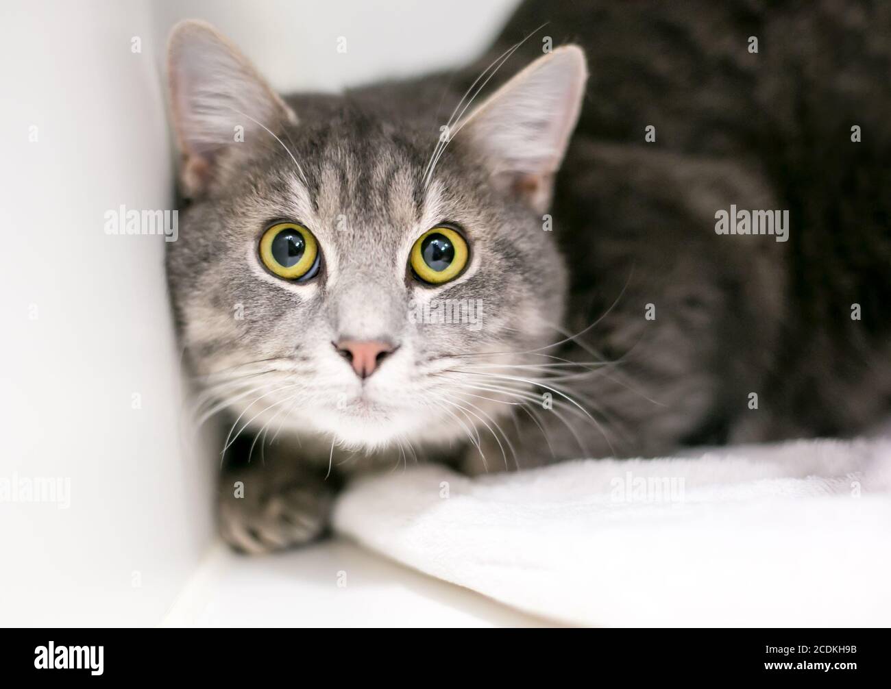 Eine Kurzhaarkatze mit breitem Gesichtsausdruck und erweitert Schüler Stockfoto