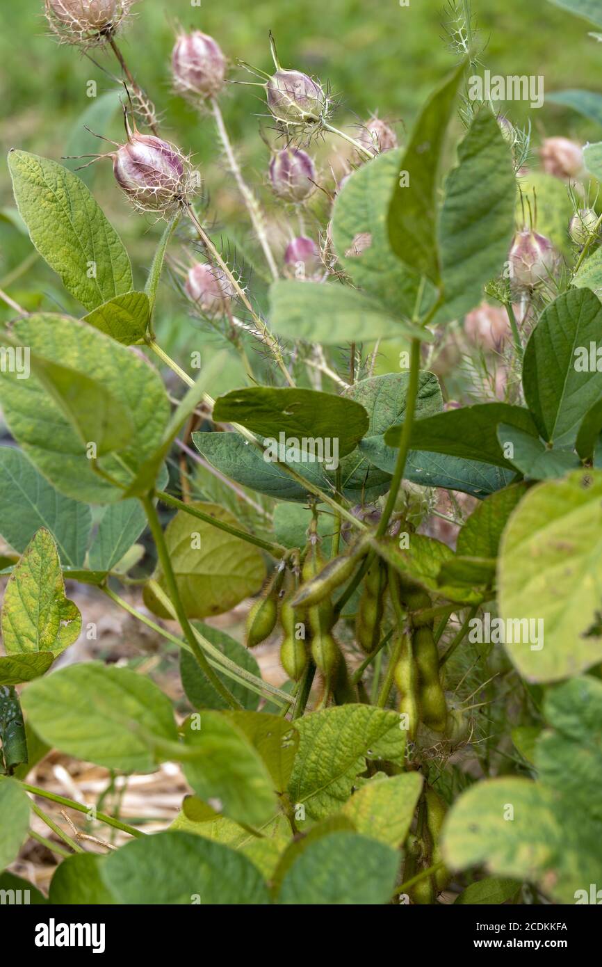 Teufel im Busch (Nigella damascena) Wächst in einem Garten in Bergamo Stockfoto