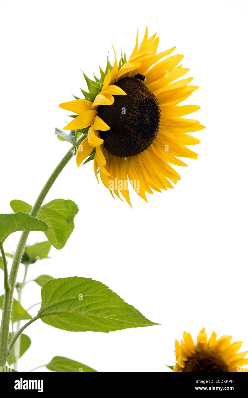 Sonnenblume blüht in einem Garten in Italien Stockfoto