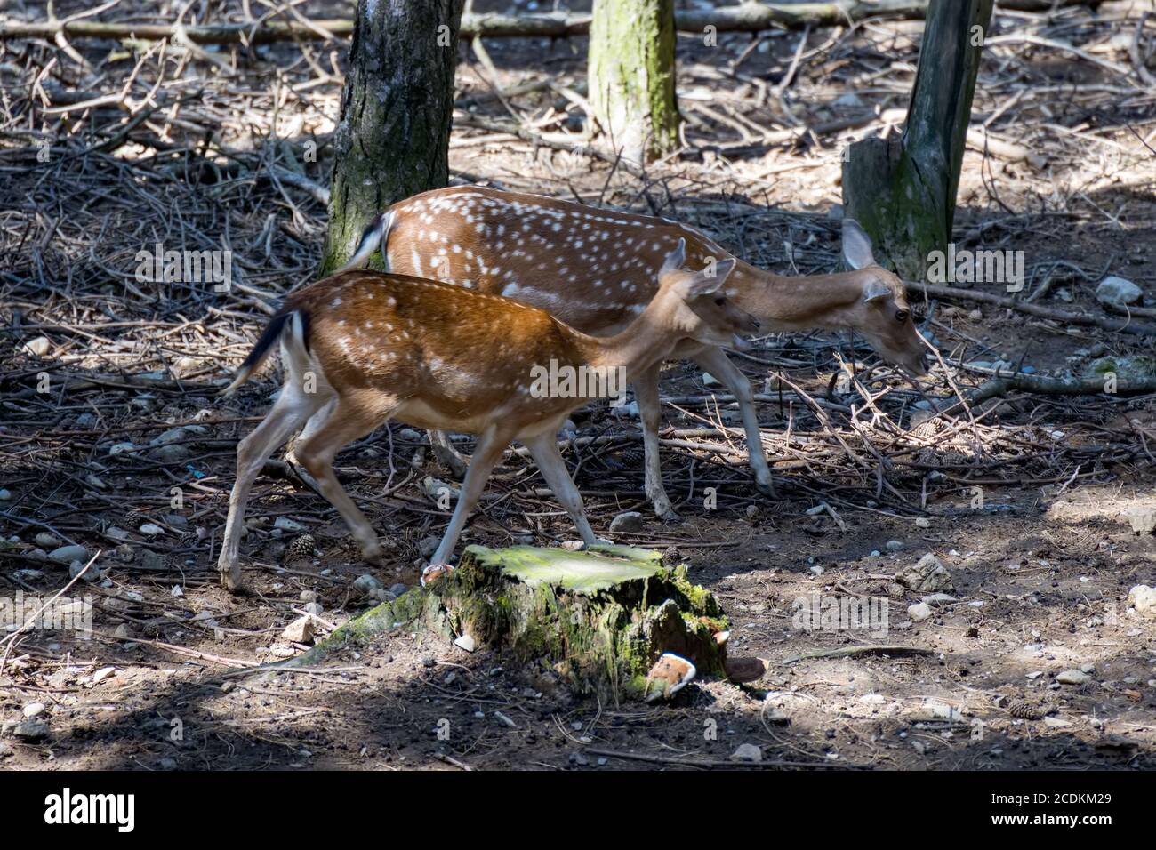 Damhirsch (Dama dama) durch den Wald in italien wandern Stockfoto