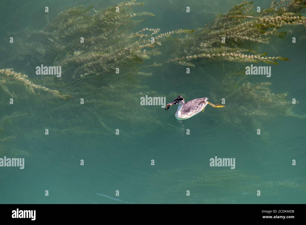 Great Crested Grebe (Podiceps cristatus) Juvenile Schwimmen im Gardasee Stockfoto