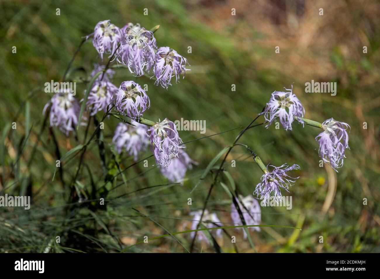 Alpine Kornblumen wachsen im Naturpark Paneveggio Pale di San Martino in Tonadico, Trentino, Italien Stockfoto